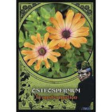 TarotMerchant-Flower Magic Oracle Cards Llewellyn