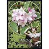 TarotMerchant-Flower Magic Oracle Cards Llewellyn