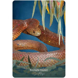 TarotMerchant-Wild Wisdom Australia Oracle Cards Blue Angel